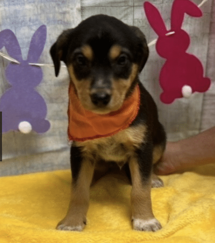 Tommy, a 3 mo old brown/black Shepherd pup available for adoption at Danbury Animal Welfare Society